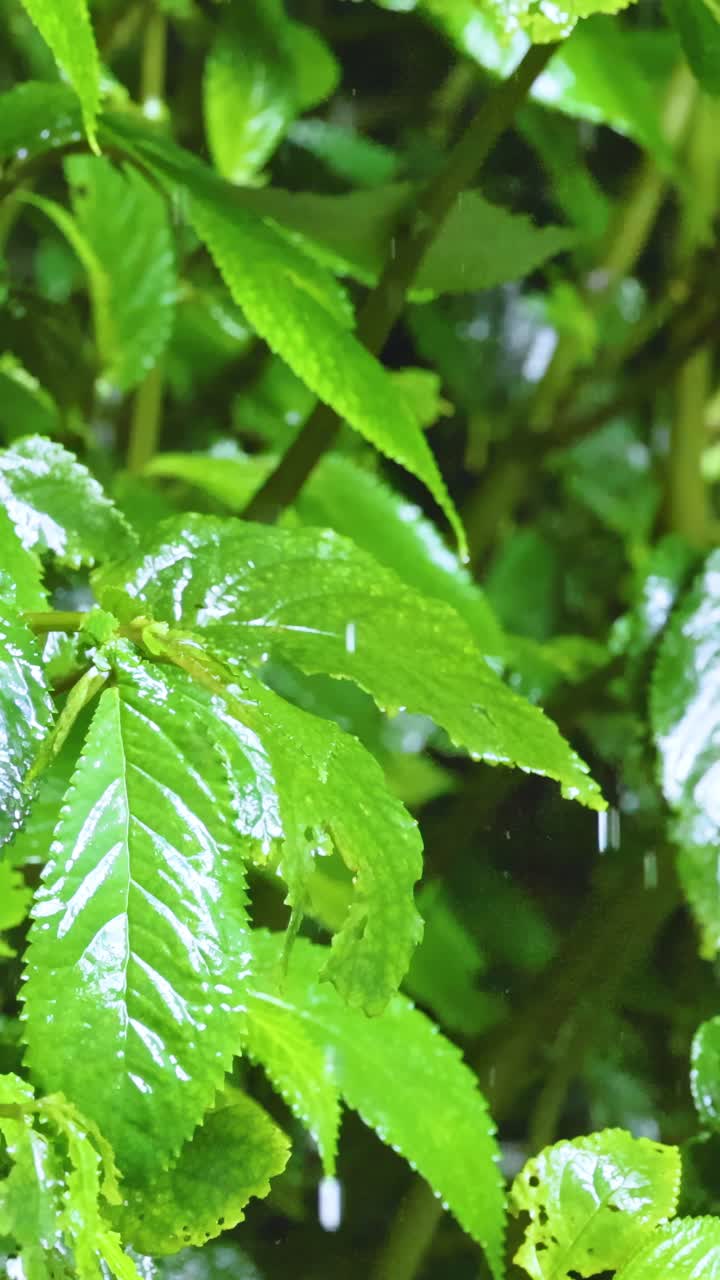 Gocce di pioggia cadono delicatamente su foglie verdi vivaci a Dorrigo, creando un'atmosfera serena e rinfrescante