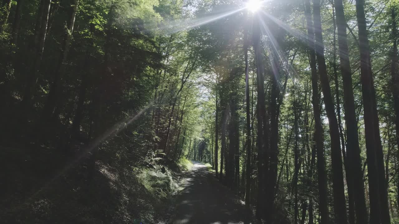 Drone following a road in a mysterious forest with sun flares and strong shadows