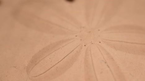 left to right slide over a dried whole sand dollar found on the beach