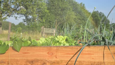 Home-Gardening-Wachsenden-Natürlichen-Organischen-Biologischen-Km-Null-Lebensmittel,-Grüner-Salat-Salat-Kräuter