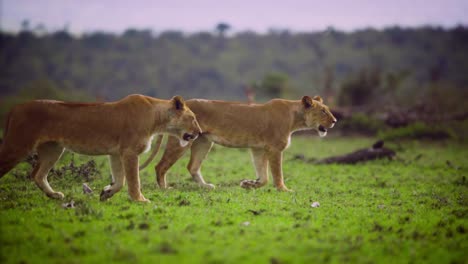 Las-Leonas-Se-Mueven-En-Su-Entorno-Natural-A-Través-De-La-Hierba-Y-Los-árboles