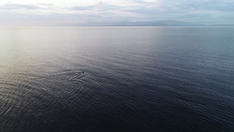 lonely orca whale swimming in calm ocean water, cinematic aerial view 60fps