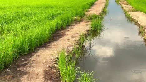 Hermoso-Paisaje-De-Arrozales-Durante-La-Puesta-De-Sol