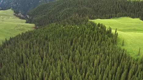 trees and grassland are under white clouds.