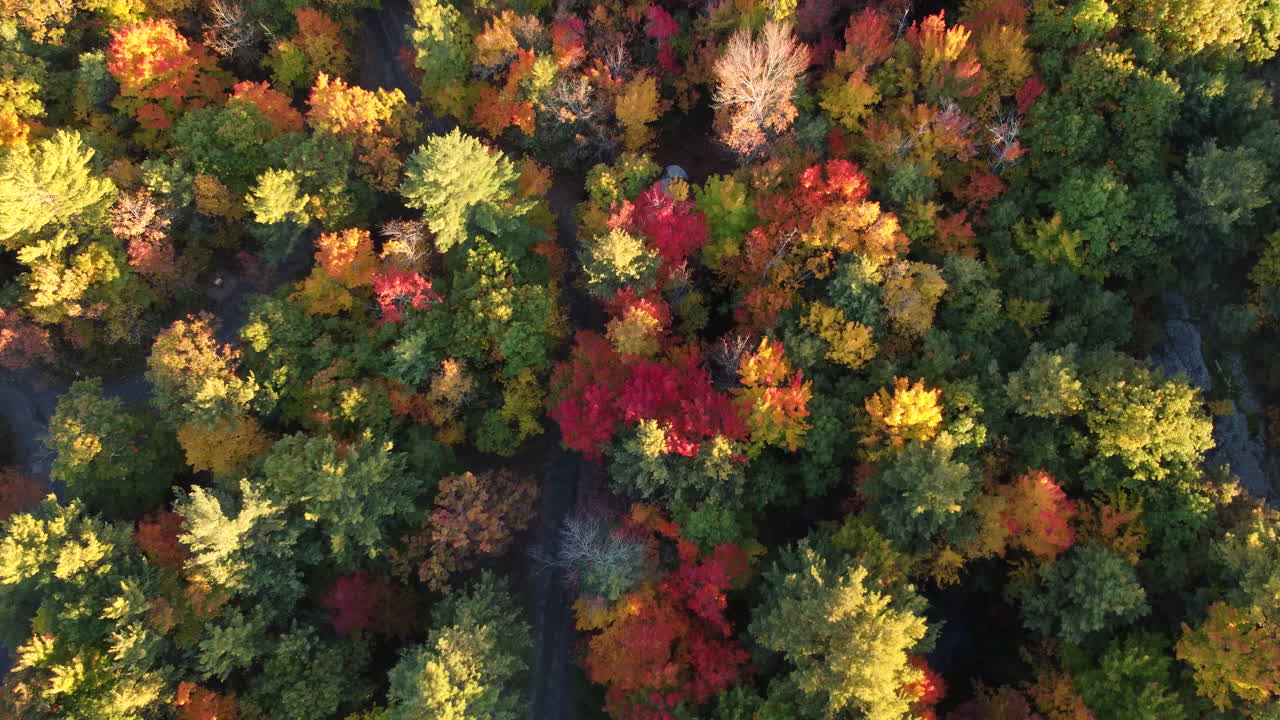 antena de un vasto y colorido y vibrante bosque otoñal cubierto de árboles verdes, amarillos y rojos con un camino que se eleva entre los bosques que vuelan más cerca de un campamento familiar