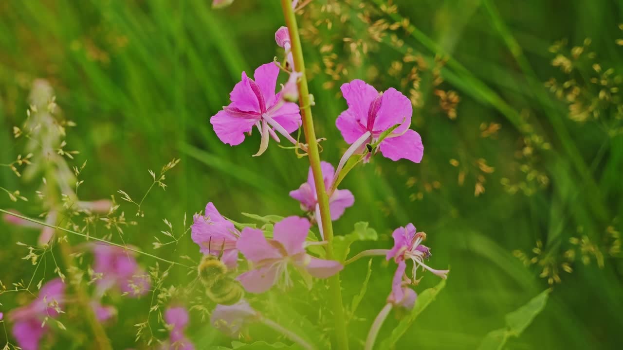 Close up macro slow motion of bee on pink flower in lush Latvian summer meadow