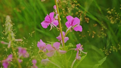 close up macro slow motion of bee on pink flower in lush latvian summer meadow