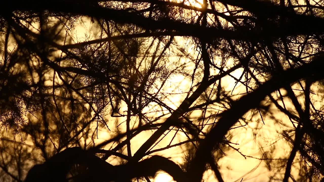con orejas en el fondo del campo de puesta de sol
