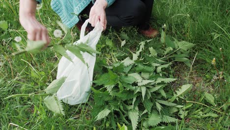 la mano de una mujer pone una ortiga verde recogida en una bolsa de plástico biodegradable en el campo en verano