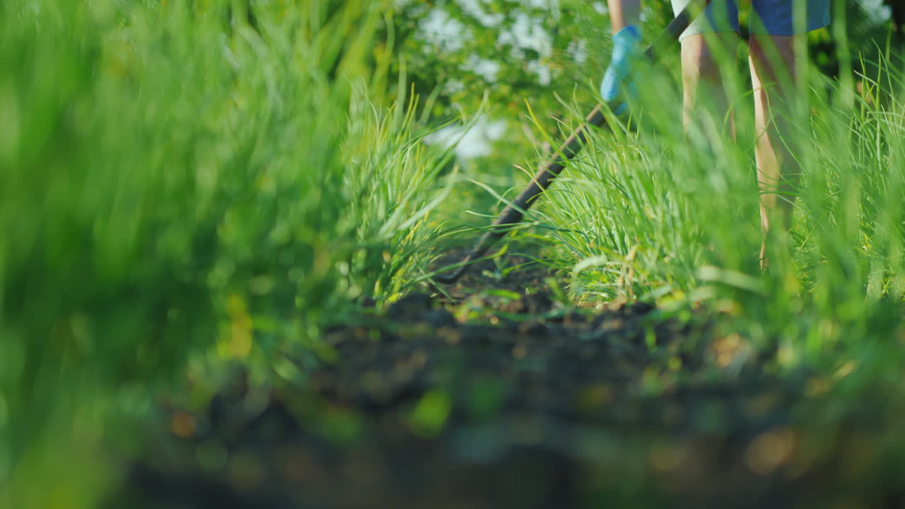 한 여성이 농장 개념 4k vid로 잡초를 파괴하는 친환경 제품을 제거하는 양파 침대를 제초하고 있습니다.