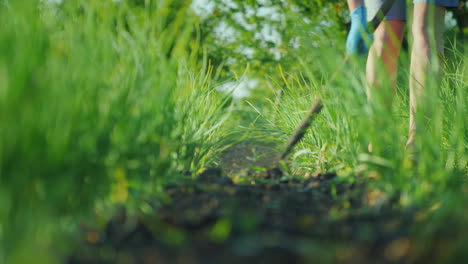 a woman is weeding a bed of onions destroying weeds eco-friendly products with a farm concept 4k vid