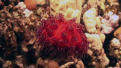 fire urchin slowly moving over coral reef wide angle shot