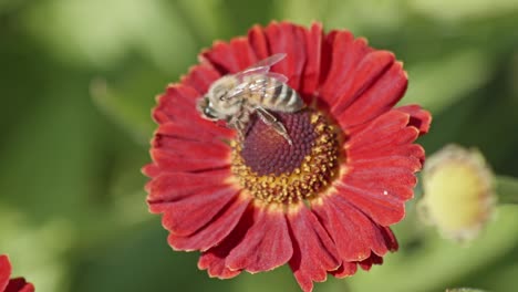 vista de cerca de una abeja melífera polinizando una flor y comiendo néctar