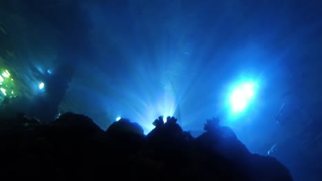 underwater tunnel with fishes and sharks swimming