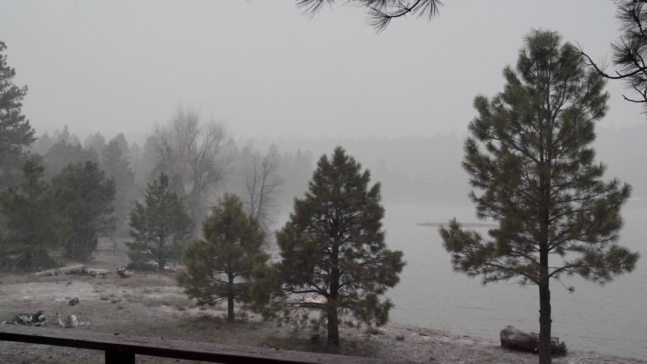 вечнозеленые деревья на ветру в снежный туманный день