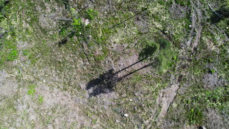 vista aérea de pájaro de avión no tripulado sobre árboles solitarios de remolque de pie en el medio de un bosque destruido debido a un desastre ambiental junto a un lago en un día soleado