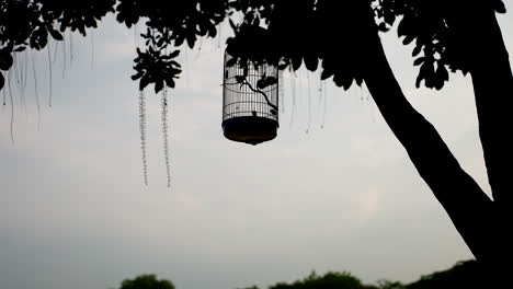 pequeña jaula de pájaro, brillante y brillante, pájaro cantor canta desde la mañana hasta la noche