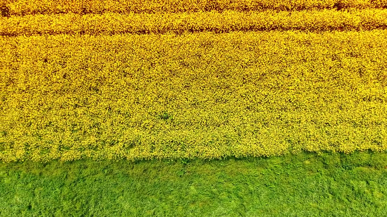 Gul raps og grønt græs. Droneoptagelse viser en skarp horisontal linje, der adskiller en gulblomstrende rapsmark fra en grøn afgrødemark.