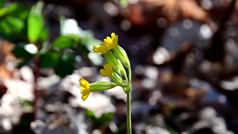 footage of cowslip  during windy day