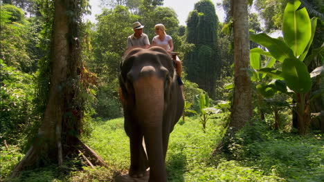 tourists riding elephant through lush tropical jungle