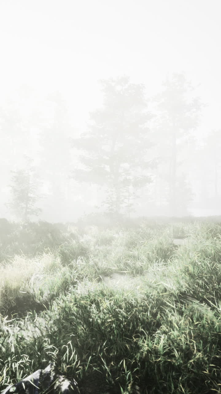 Lush greenery and tall trees rise from a blanket of soft fog