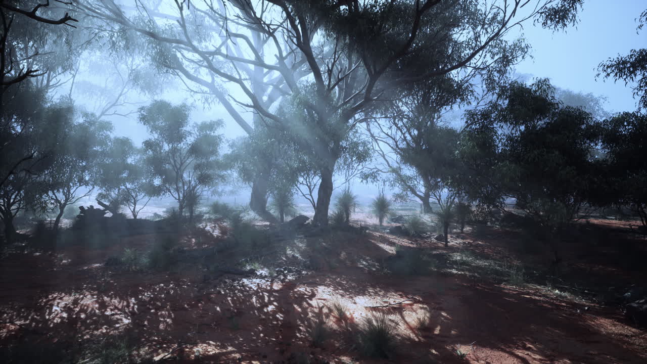 la luz del sol filtrándose a través de los árboles neblinosos en un bosque místico