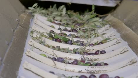 Images-of-olives-moving-on-the-production-line-at-the-olive-oil-factory