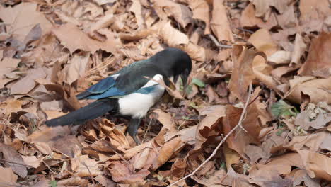 Magpie-foraging-insects-or-food-on-the-ground-in-brown-fallen-leaves