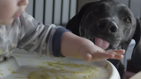 un perro lamiendo comida para bebés fuera de la mesa en cámara lenta