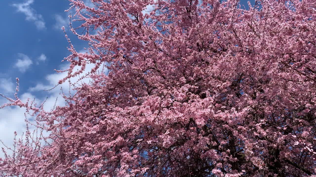 flores de cerezo rosa primaveral con cielo azul ventoso