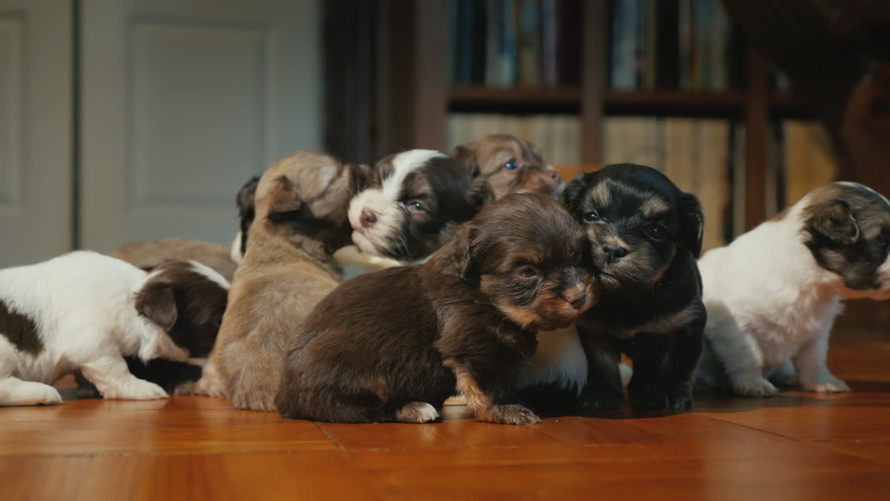el gato astuto observa cómo juegan los cachorritos