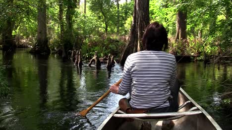 popv from a boat traveling through a mangrove swamp 1