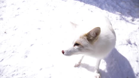 Un-Zorro-ártico-De-Cerca-En-La-Nieve-Del-Invierno