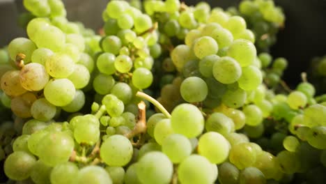 racimo de uvas frescas cayendo en una caja en la cosecha