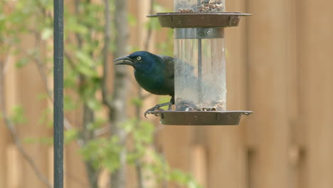 Closeup-of-Grackle-Eating-at-Bird-Feeder-then-Flies-Away-in-Slow-Motion