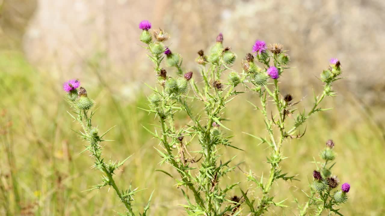 flores silvestres balanceándose suavemente en el viento