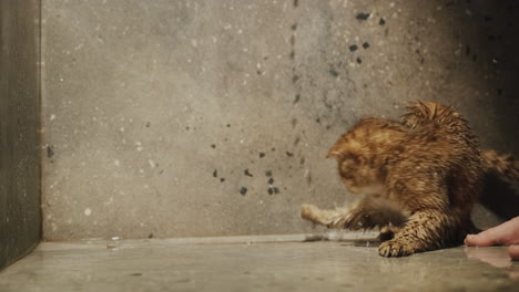 An-excited-active-cat-tries-to-catch-water-jets-with-its-paw.-The-owner-plays-with-the-pet-in-the-shower