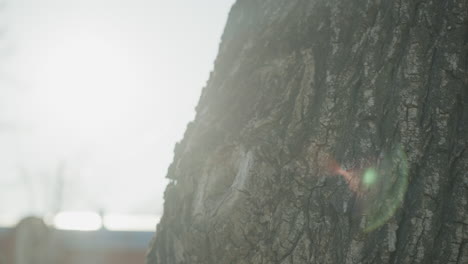 a close-up of a rugged tree trunk illuminated by sunlight, creating a subtle rainbow lens flare effect