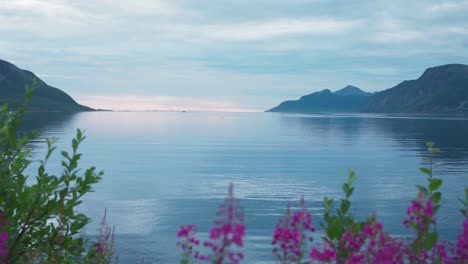 Rosebay-Willowherb-Flowers-With-Calm-Waters-In-The-Background-In-Norway
