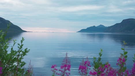 ローズベイ・ウィロウハーブの花とノルウェーの静かな水の背景