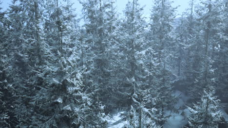 aerial view of a snow covered forest in winter