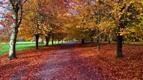 tranquilidade de outono: um passeio sereno pela floresta em meio a folhas douradas e dossel iluminado pelo sol | cores de outono da natureza