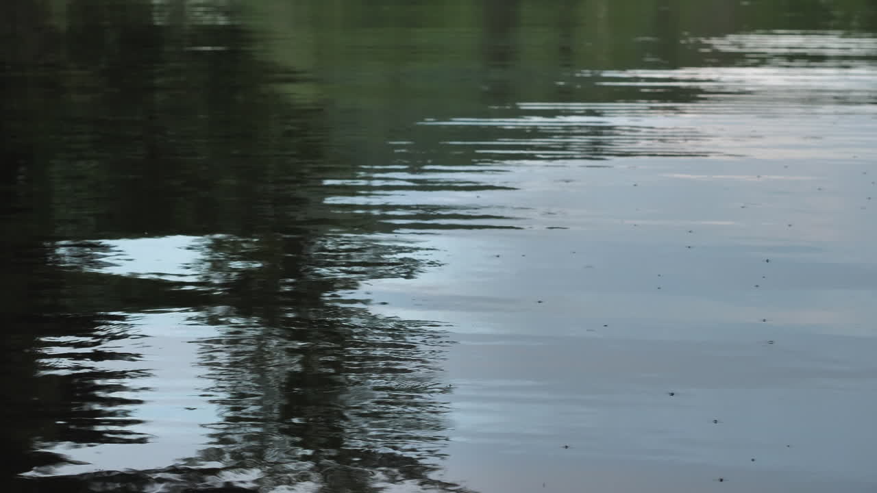 Reflection of trees on lake water and mosquitos flying