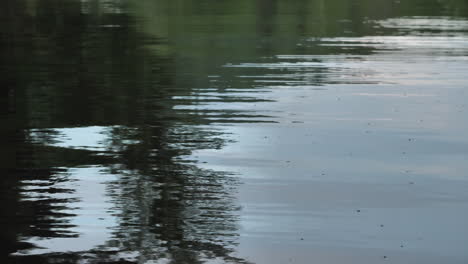 Spiegelung-Von-Bäumen-Im-Seewasser-Und-Fliegenden-Mücken