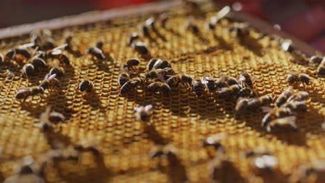 view of bees on honeycomb