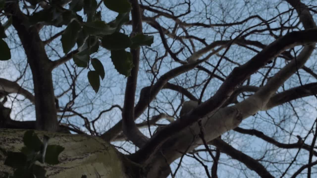 View of tree trunk showing branches and leaves downward crane shot