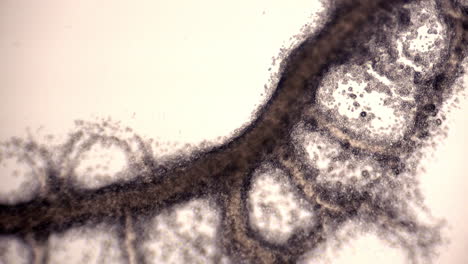 Tubos-Del-Moho-Mucilaginoso-Physarum-Polycephalum-Que-Muestran-Flujo-Citoplasmático-Invirtiendo-La-Dirección-Del-Flujo