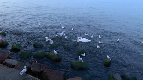 Zeitlupe:-Möwen-Fliegen-Nah-An-Steinen-Und-Einem-Wellenbrecher-Vorbei-Auf-Der-Suche-Nach-Nahrung,-Ein-Einsamer-Schwan-Und-Eine-Ente-Zwischen-Möwen-Auf-See