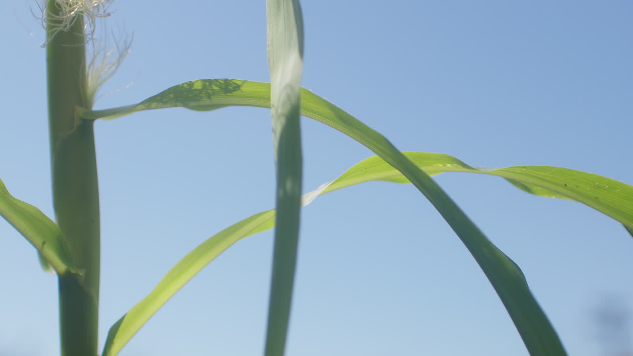 穏やかなそよ風に揺れるトウモロコシの茎と葉を横切るスローモーションパン