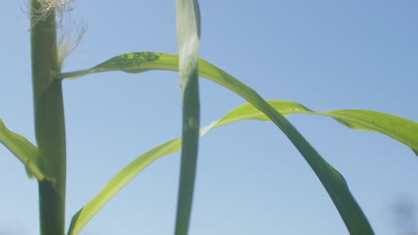 Slow-motion-pan-across-a-corn-stalk-and-leaves-as-they-sway-in-a-gentle-breeze